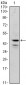 GATA1 Antibody