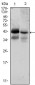 EPCAM Antibody