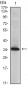 NME1 Antibody