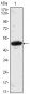 MESP1 Antibody