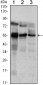 ETV5 Antibody