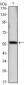 CCND1 Antibody