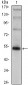 FOXP3 Antibody