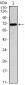 CDC27 Antibody