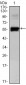 PAX6 Antibody