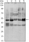 SMAD3 Antibody