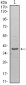 WDR5 Antibody