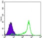 BCL-2 Antibody