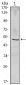 NFKBIB Antibody