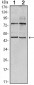 THAP11 Antibody