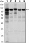 HK1 Antibody