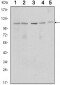 SIRT1 Antibody