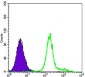 HK1 Antibody