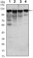 HK1 Antibody