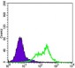 RICTOR Antibody