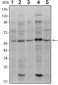 SMAD4 Antibody