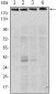 RICTOR Antibody
