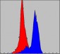 COX4I1 Antibody