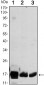 COX4I1 Antibody