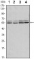 SMAD6 Antibody