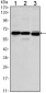 ESR1 Antibody