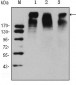 KI67 Antibody