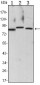 CHUK Antibody