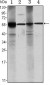 ALDH1A1 Antibody