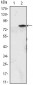 MYOD1 Antibody