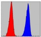 CHUK Antibody