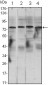 CHUK Antibody