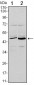 CD86 Antibody