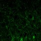 GFAP Antibody