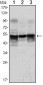 GFAP Antibody