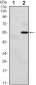 EIF2AK3 Antibody