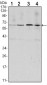 CCNB1 Antibody