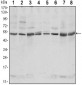 CSK Antibody