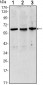 PAX8 Antibody