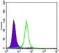 CDH1 Antibody