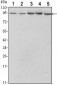 STAT3 Antibody