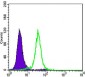 CCNB1 Antibody