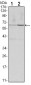 CCNB1 Antibody