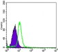 TNFRSF11B Antibody