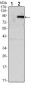 TNFRSF11B Antibody