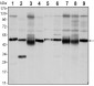 FOXD3 Antibody