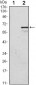 CDKN1C Antibody