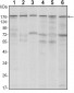 SETDB1 Antibody