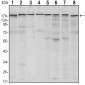 SETDB1 Antibody