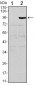 TNFRSF11B Antibody