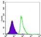 FCER2 Antibody